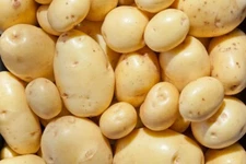Yukon Gold Seed Potatos for Planting