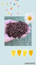 100 Red Wigglers for composting