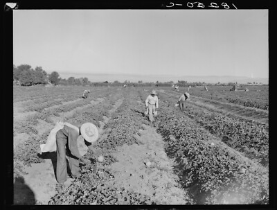8'' x 10''  1938 Photo Mexican cantaloupe pickers at 5:00 a.m. Imperial Valley
