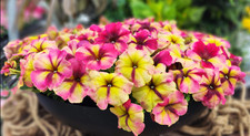 Petunia Raspberry shake, beautiful Flowering Bedding Plants 6 Pack