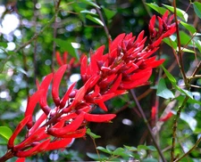 Coral Tree, Erythrina corallodendron, Tree Seeds (Showy Tropical, Hummingbirds)