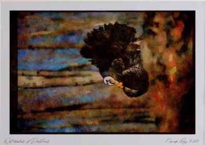 352021 Eastern Wild Turkey Stutting in Woods Aquarell Bild Ltd Ed A4