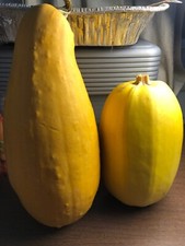 Organic Heirloom 2024 Seeds Spaghetti Squash FRUIT  2 Different Varieties MIX
