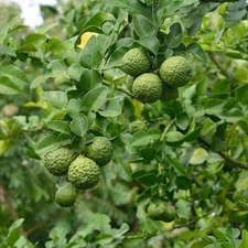 Kaffir Lime Tree - 16"-24"  Tall - Mature Fruiting Plant