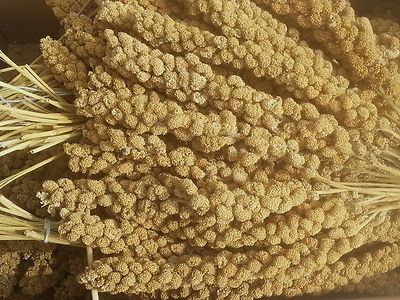 Versele-Laga Kolbenhirse China Gelb 15kg Premium Gelbe