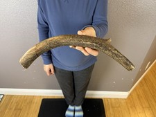 1 Huge JUMBO Whole Elk ANTLER Dog Chew SALE SELECT MASSIVE COLOSSAL BIG 14
