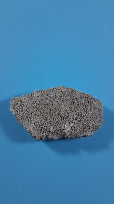 Argentinosaurus Eierschalenfragment Fossil 97-93,5 Millionen Jahre alt