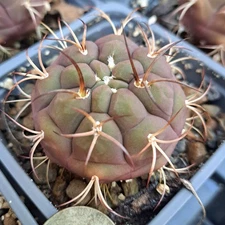 Gymnocalycium Pfanzii Albipulpa BARE ROOT