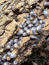 Panda King Isopods 15 Isopods