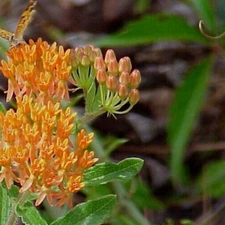 Butterfly Milkweed Seeds (Asclepias tuberosa) ✤ 30 Cold Stratified Seeds