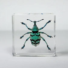 Rare Tiny Blue Weevil in Resin, Real Beetle in Resin, Eupholus chevrolati