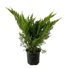 Juniper Shrub 2.5 Qt Sea Green Live Evergreen Bright Foliage Low Maintenance
