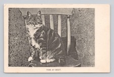 Cat Postcard Tom at Rest ~ Unposted