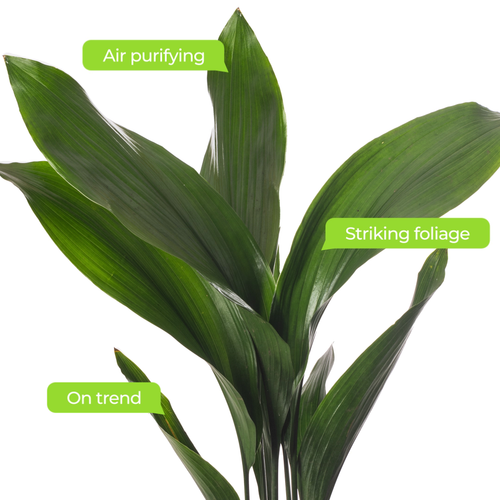 Cast Iron Plant Aspidistra Elatior Indoor House Plants Evergreen Tall Exotic - Picture 18 of 22