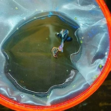 10 live guppy fry -red dragon bds halfmoon- Live Guppy fish USA Seller