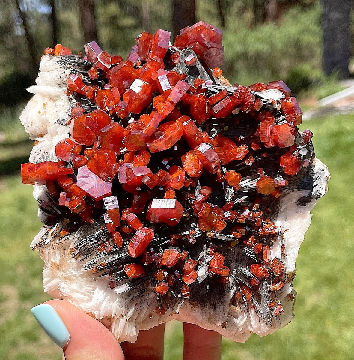 Vanadinite Large Bright Red Crystals On Black Barite Matrix Morocco 12 Cms