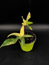 Pianta di PHILODENDRON FLORIDA BEAUTY Variegated - Vaso: ‎Ø 14 cm – H. 20 cm