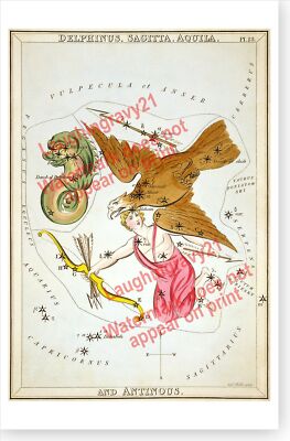 Delphinus Sagitta Aquila and Antinous Constellation Antique Astronomy Poster