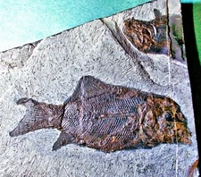 Fine  complete 10.5cm Triassic fish Paralepidotus ornatus w. dentition:  Austria