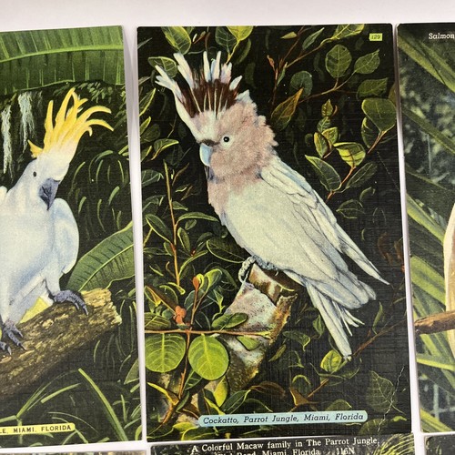 8 Souvenir Linen Postcards Lot Unused Parrot Jungle Miami FL Birds Lady Travel - Picture 3 of 24