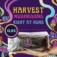 6lbs All-in-One Mushroom Grow Kit in a Bag | HUGE FLUSHES | Easy to Use