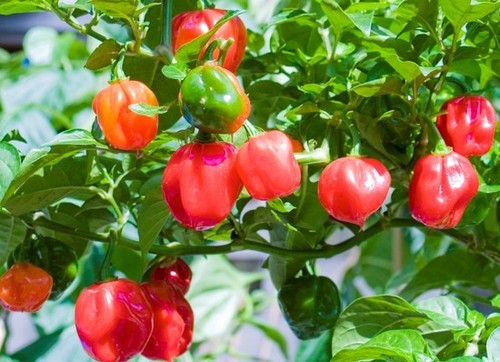 HABANERO SAVINA ROJO 30 SEMILLAS 100% GARANTIZADAS MUY PICANTE CHILI PEPPER - Picture 8 of 8