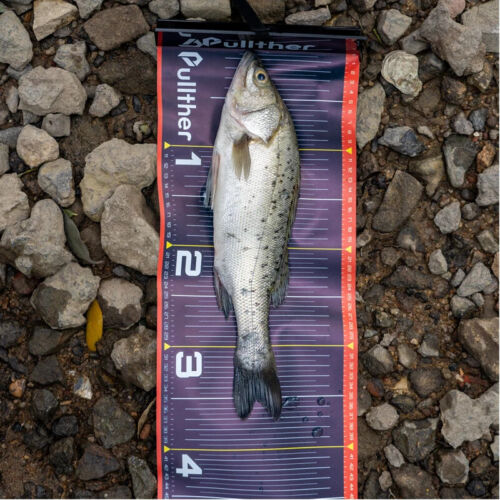 Waterproof Fish Measure Ruler 135cm/53in Foldable PVC Fishing Measuring Tape - Picture 7 of 8