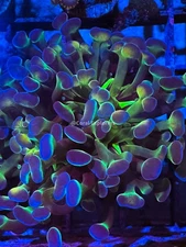 CE- WYSIWYG Rainbow Hologram Hammer Euphyllia Frag Coral LPS SPS #R2OA12