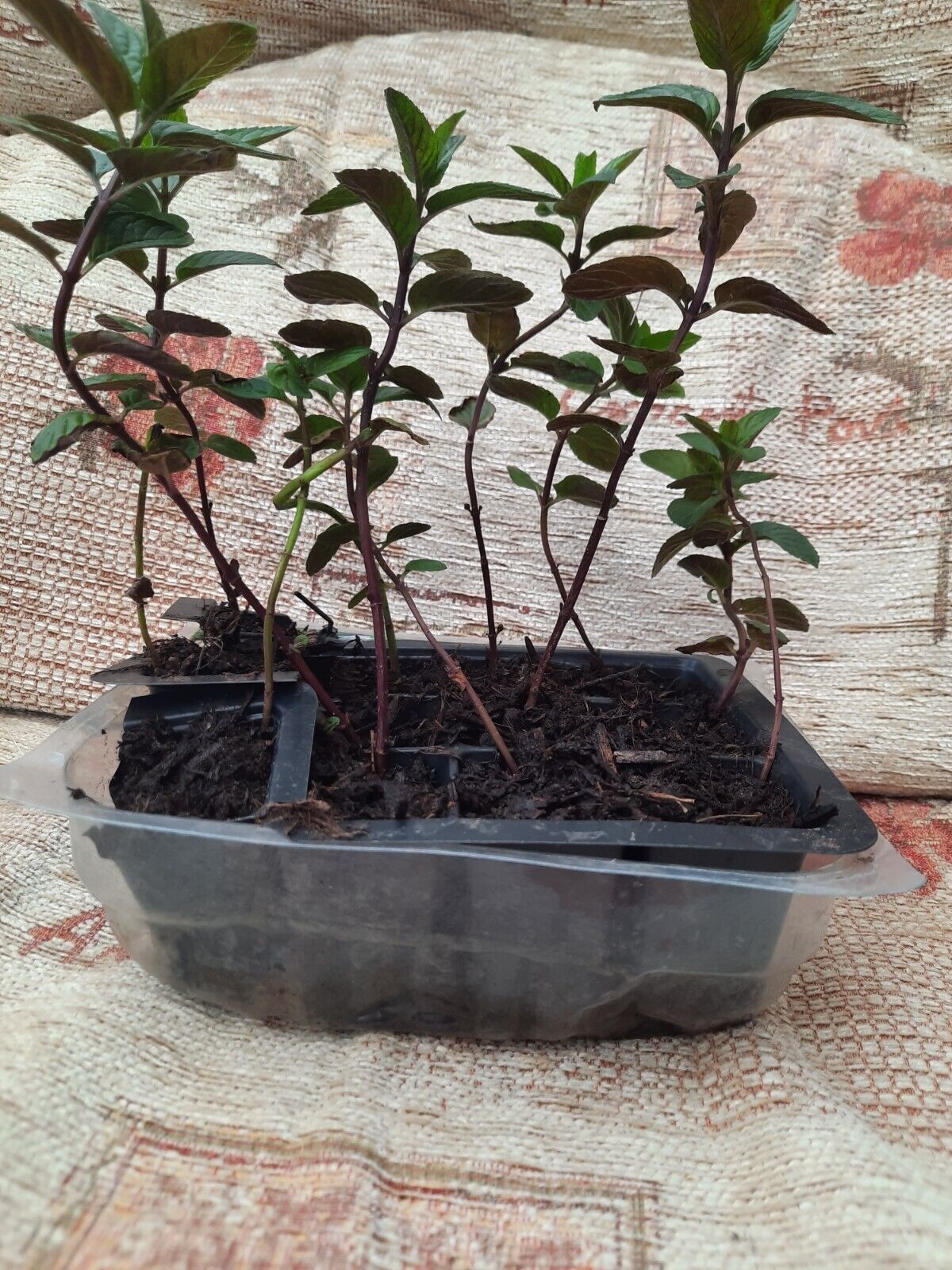 Picture 3 of 4