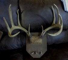 Nice Mass Whitetail WILD Deer Antlers Mount Mancave Big Rack