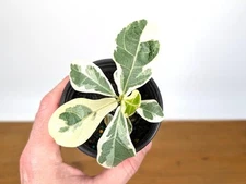 Variegated Fiddle Leaf Fig - Ficus Lyrata Variegated Rubber Tree in 3.5" Pot -