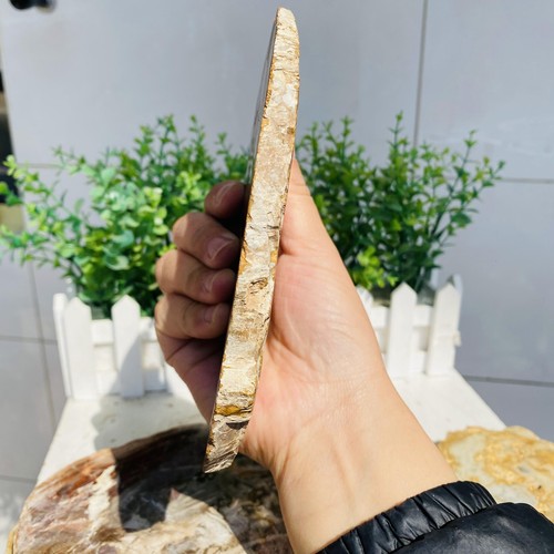 Natural Wood Fossil Slice Specimens Reiki Healing - Madagascar 2347g - Picture 10 of 22