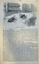 1859 Flies illustrated