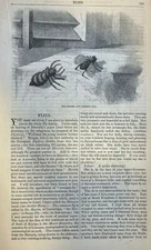 1859 Flies illustrated