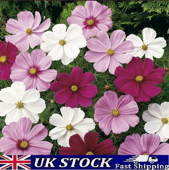 Semillas de flores Cosmos, colores mezclados Cosmos Bipinnatus