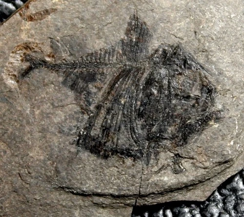 Argyropelecus cosmovicii - Nice, well preserved  fossil fish