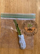 3 Cal Red Yellow Heirloom Peach Tree Scions, Cuttings, Scionwood