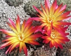 Sulcorebutia vanbaelii KK1213, seeds 50 pcs