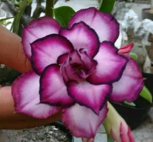 4 DBL White Purple Desert Rose Seeds Adenium Obesum Flower Perennial Seed 341 - Picture 9 of 12