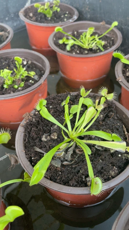 Typical Venus Fly Trap Plant Live Indoor Plant - Image 2 of 4