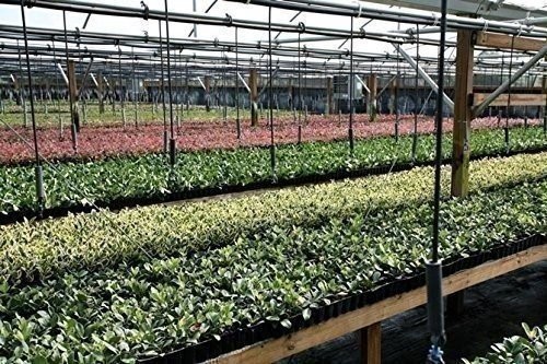 Liriope Super Blue | 50 Live Bare Root Plants | Liriope muscari Low Maintenance - Picture 9 of 9