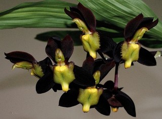 Catasetum tenebrosum 01