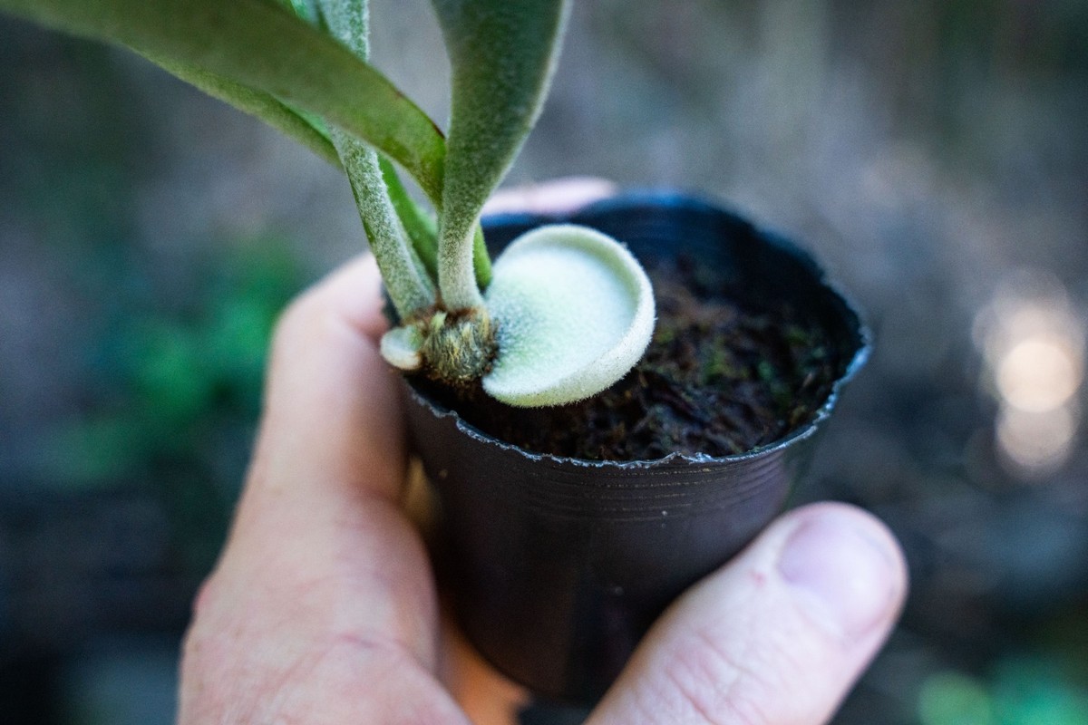 Platycerium willinckii 'Celso Tatsuta' | eBay