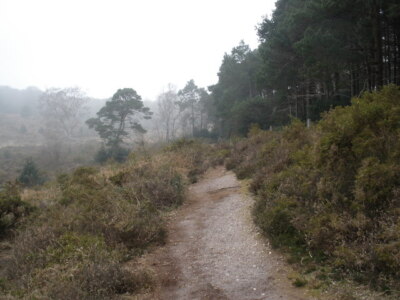 Foto 6x4 Pfad, durch Bystock Nature Reserve Hulham c2009