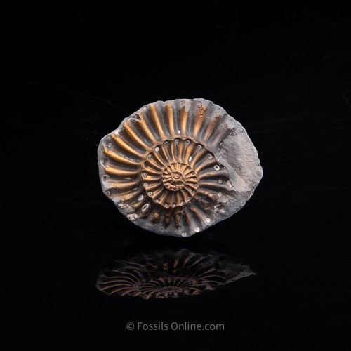 Negativo pleurocera ammonite piritizzata fossile Giurassico Germania 3282