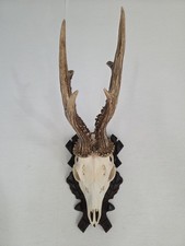 kapitaler Rehbock, 508 g, Trophäe, Geweih, Jagd, Gehörn, Schädel, Wild, Jäger