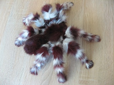 fluffy spider toy