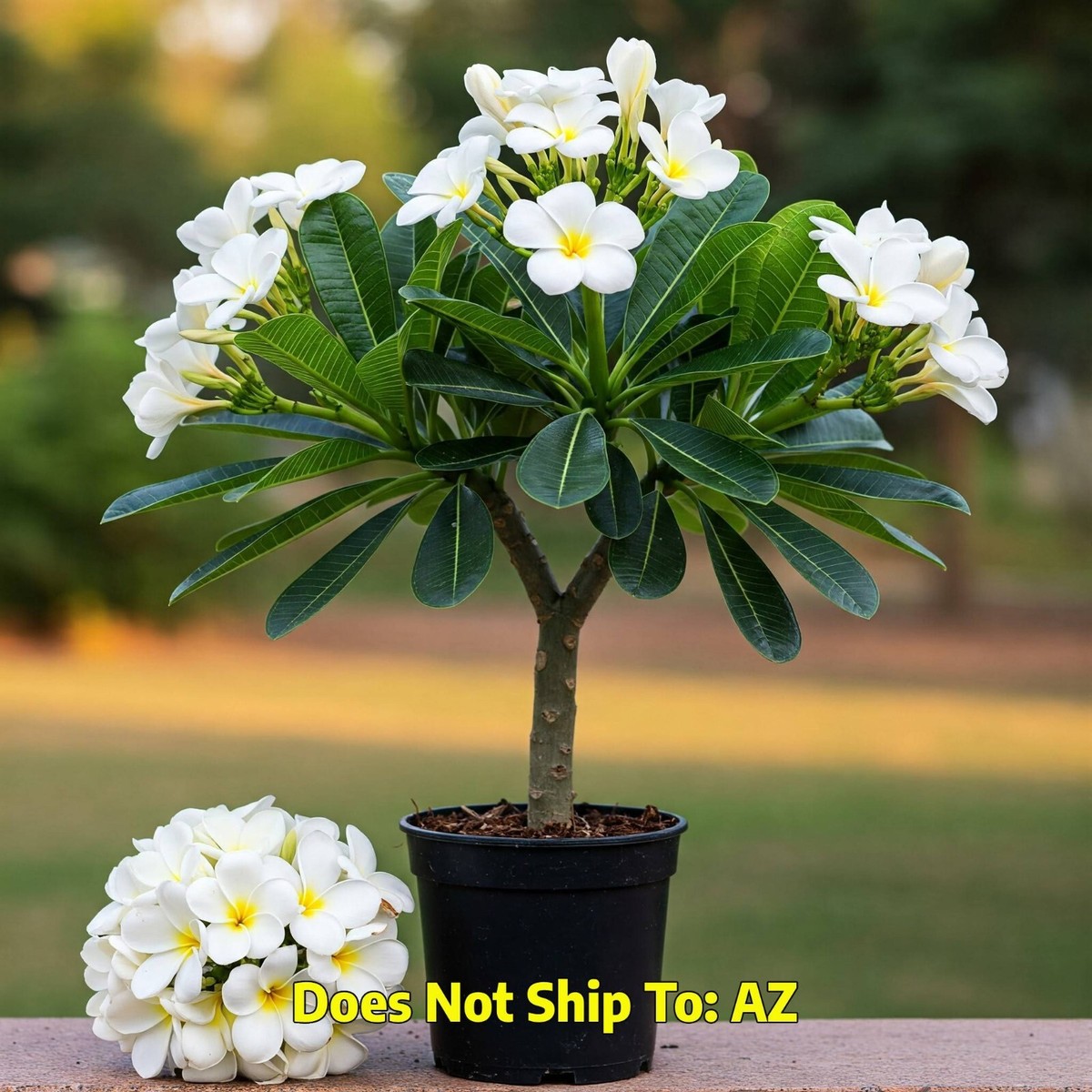 【363】plumeriaページ Plumeria plant ORANGE APRICOT