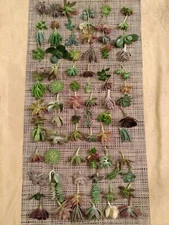 PREMIUM SET - 50 SUCCULENT CUTTINGS / 50 DIFFERENT VARIETALS WITH 5 RARE SPECIES