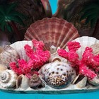 Signed 1959 St. Peterburg FLORIDA Sea Shell Art / Large Impressive Piece  — photo 3